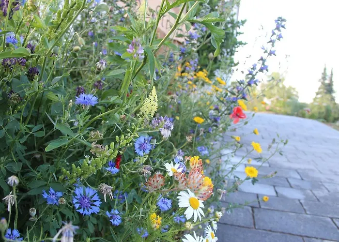 Blumenwiese * Dillingen an der Donau
